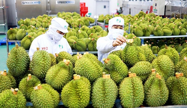 Tin tức kinh tế ngày 20/11: Xuất khẩu rau quả năm 2023 dự kiến đạt hơn 5 tỷ USD
