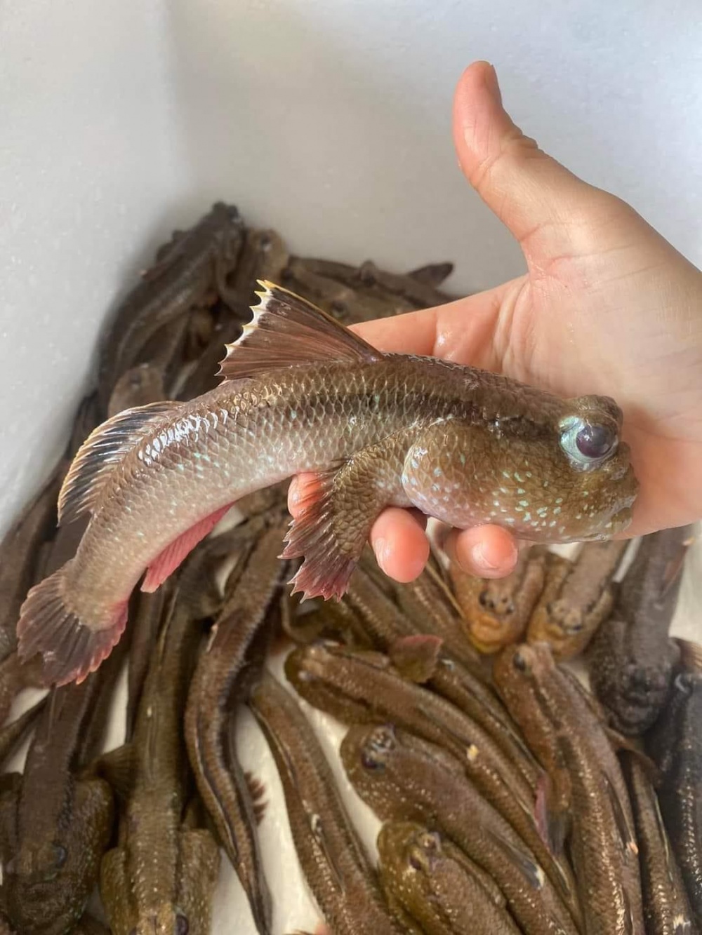 Cá thòi lòi - Đặc sản 