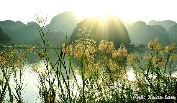 Ninh Bình: Mùa lau trắng nở rộ