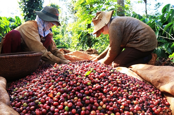 Tin tức kinh tế ngày 23/11: Sản lượng cà phê sụt giảm mạnh