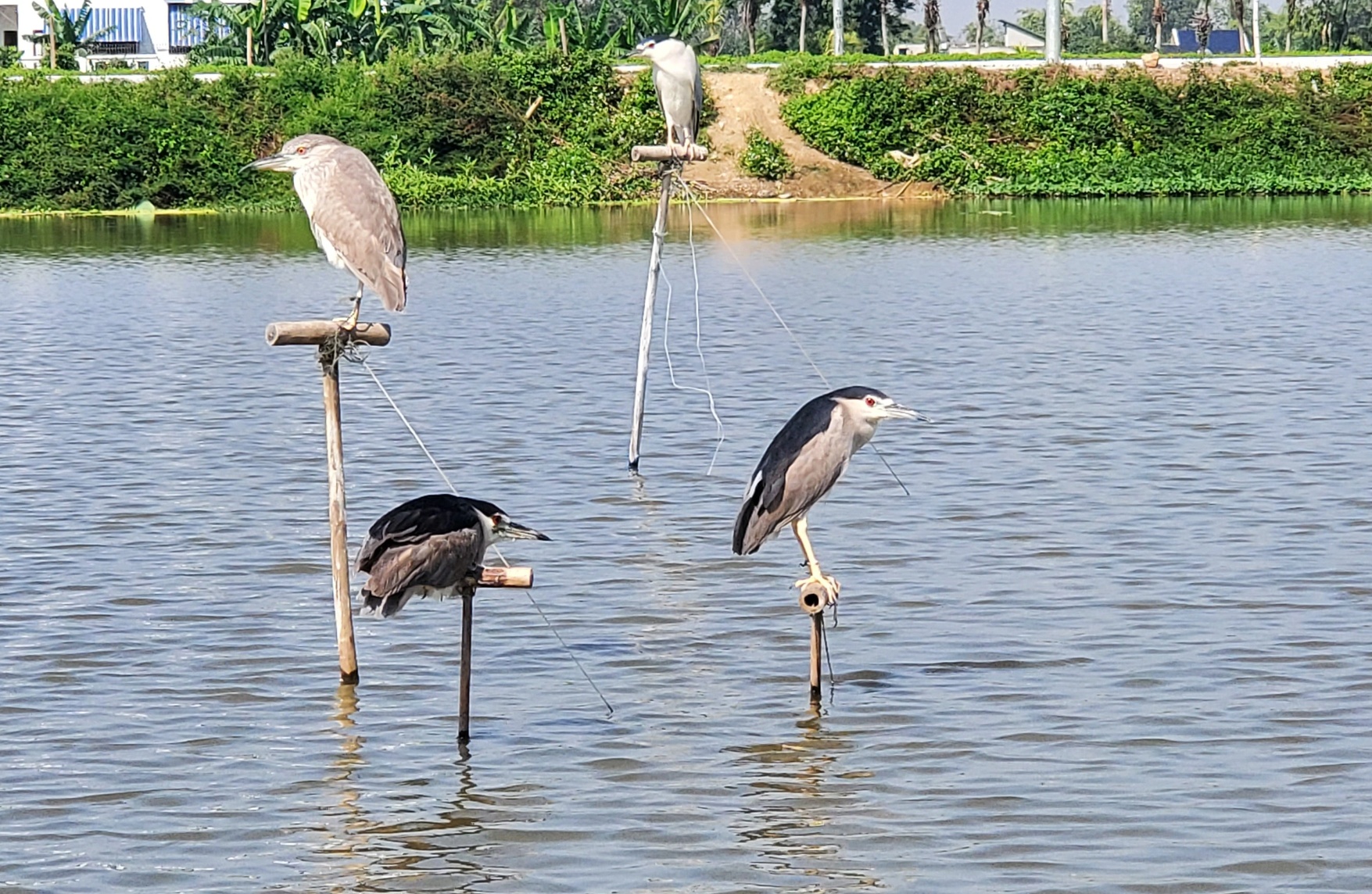 Ám ảnh chim trời bị trói chân, đứng làm mồi nhử đồng loại giữa cánh đồng