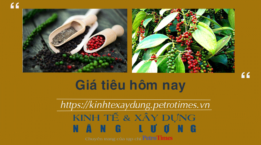 Giá tiêu hôm nay 25/11: Đi ngang tại thị trường nội địa