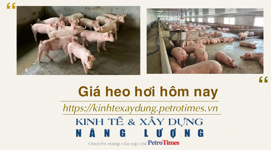 Giá heo hơi hôm nay 6/12: Ghi nhận giảm tại miền Bắc, Trung