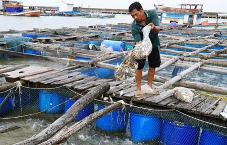 Kiên Giang xây dựng ngành nuôi biển theo hướng hiện đại