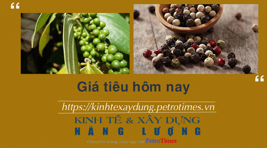 Giá tiêu hôm nay 8/12: Duy trì phiên tăng thứ tư
