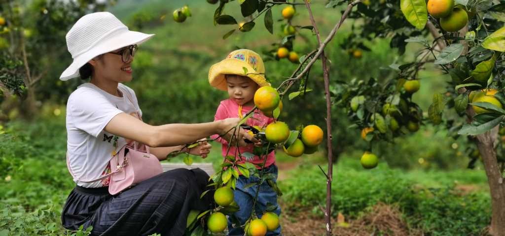Sức hấp dẫn từ du lịch trải nghiệm vườn cam tại Vạn Yên (Vân Đồn)