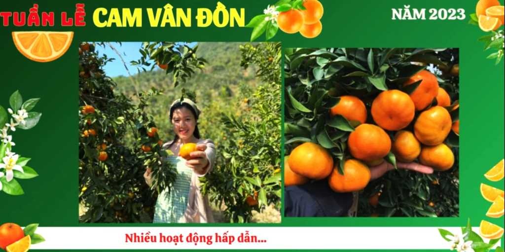 Sức hấp dẫn từ du lịch trải nghiệm vườn cam tại Vạn Yên (Vân Đồn)
