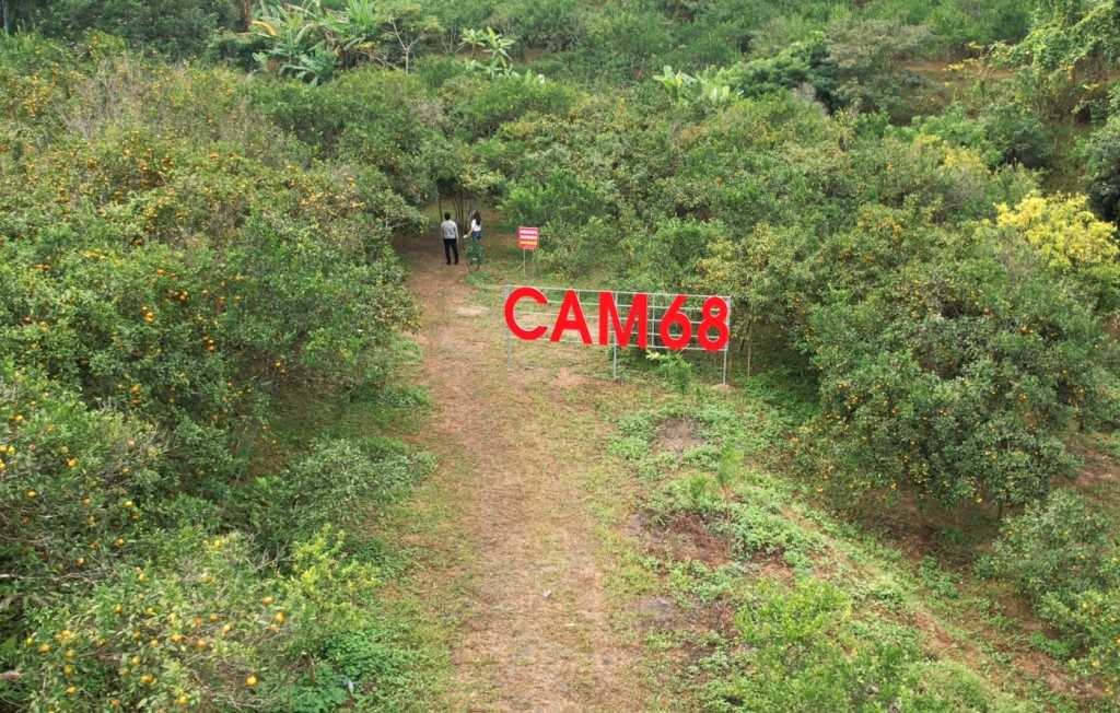 Sức hấp dẫn từ du lịch trải nghiệm vườn cam tại Vạn Yên (Vân Đồn)