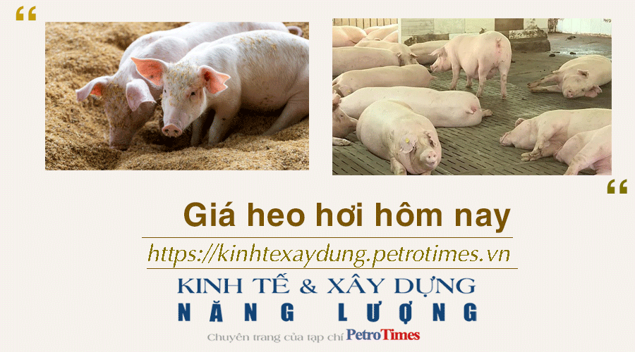 Giá heo hơi hôm nay 9/12: Điều chỉnh trái chiều