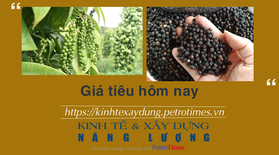 Giá tiêu hôm nay 11/12: Có giữ được đà tăng trong tuần này?