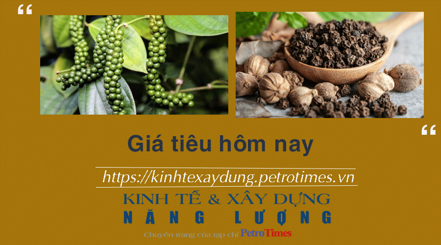 Giá tiêu hôm nay 12/12: Đồng loạt tăng