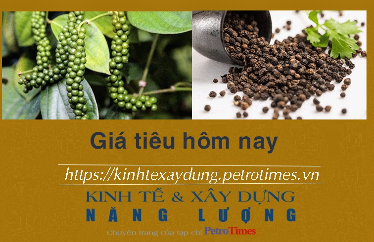 Giá tiêu hôm nay 15/12: Tăng mạnh ở Đắk Lắk, Đắk Nông