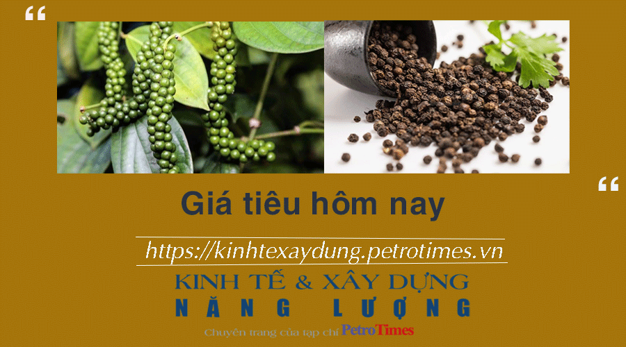 Giá tiêu hôm nay 15/12: Tăng mạnh ở Đắk Lắk, Đắk Nông