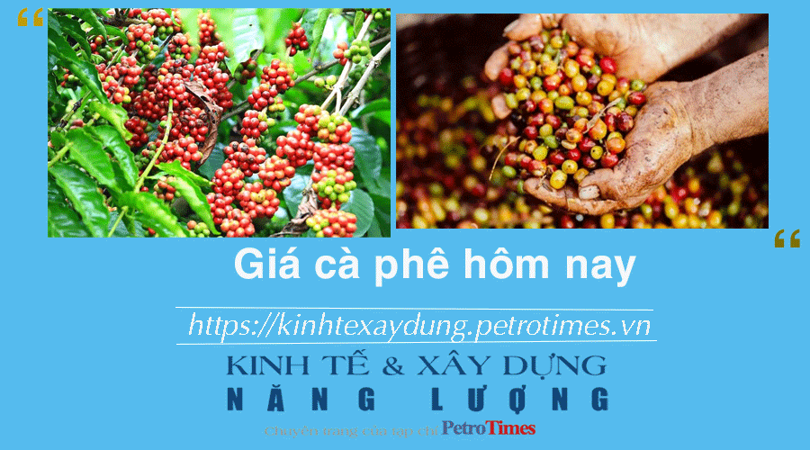 Giá cà phê hôm nay 15/12: Tăng mạnh phiên thứ tư liên tiếp