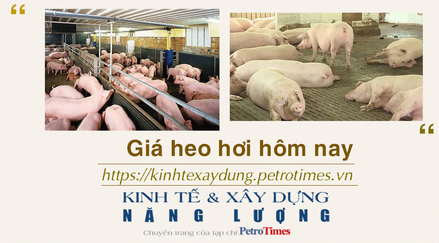 Giá heo hơi hôm nay 17/12: Biến động trái chiều