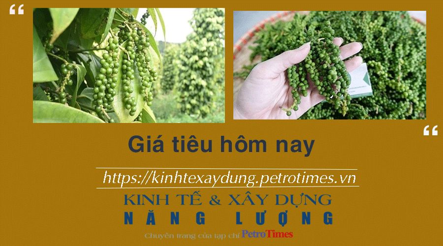 Giá tiêu hôm nay 20/12: Giảm 500 đồng tại Bình Phước