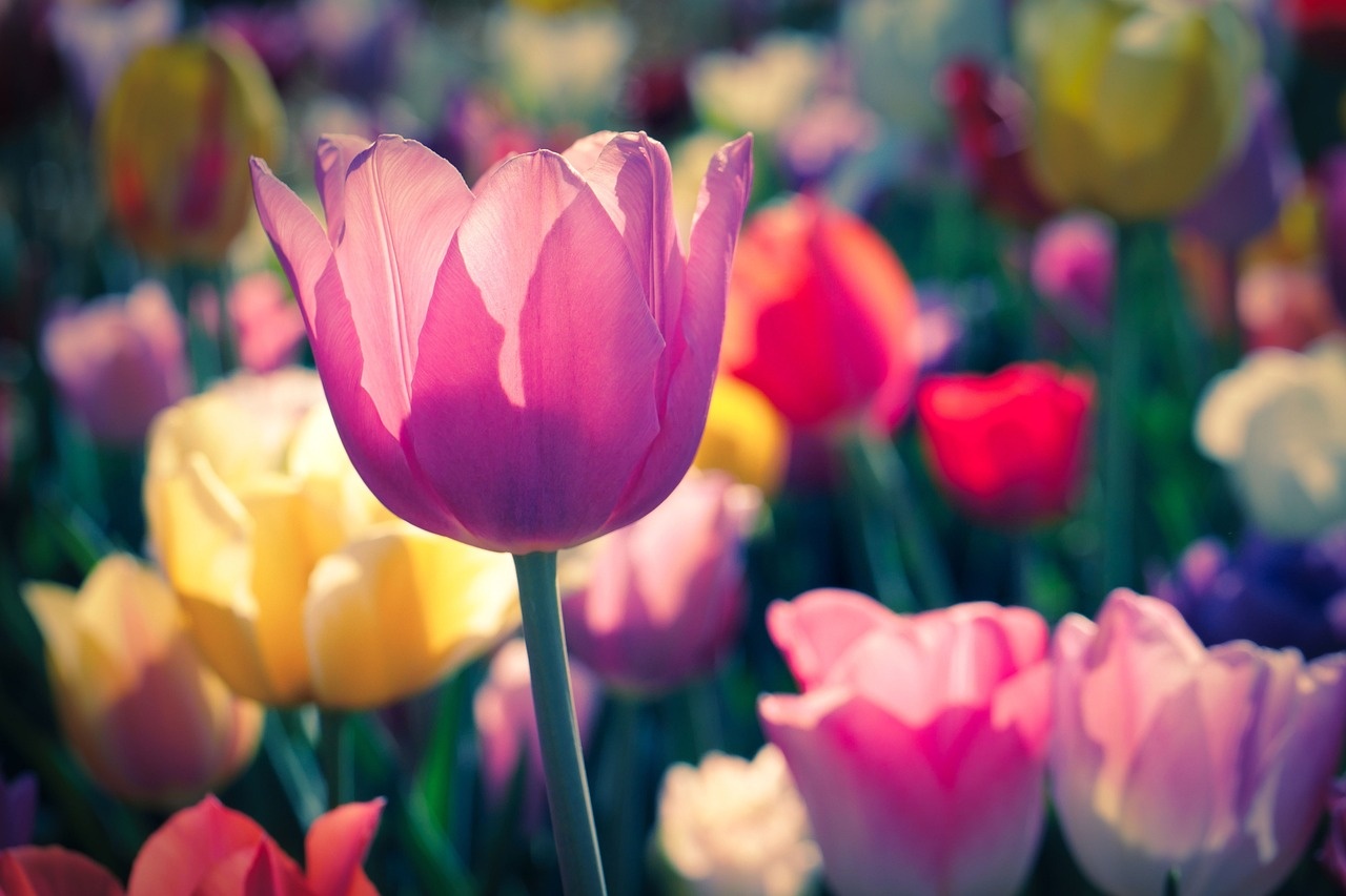 Tử vi ngày 22/12/2023: Tuổi Thìn đừng ngại dấn thân, tuổi Ngọ dẫn dắt mọi người Tử vi ngày 22/12/2023: Tuổi Thìn đừng ngại dấn thân, tuổi Ngọ dẫn dắt mọi người