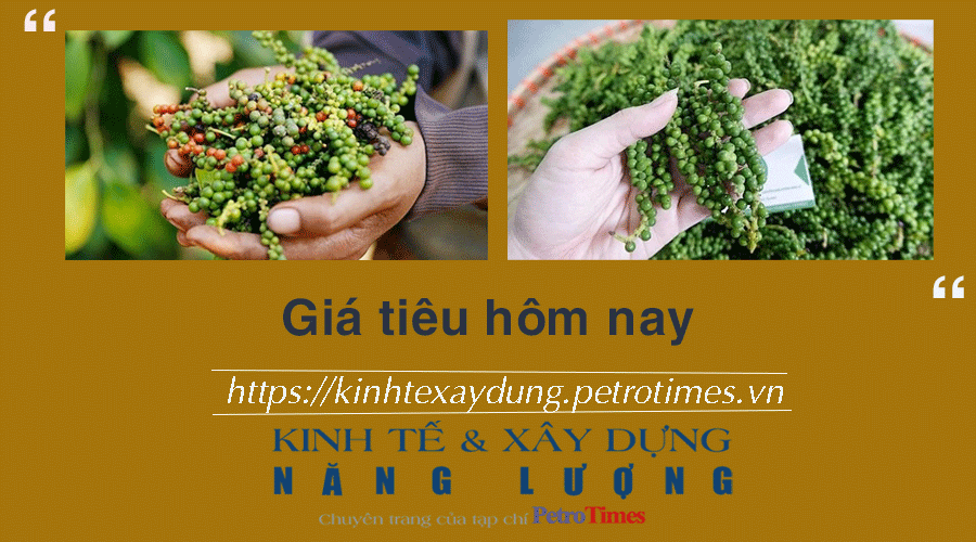 Giá tiêu hôm nay 22/12: Tiếp đà giảm mạnh