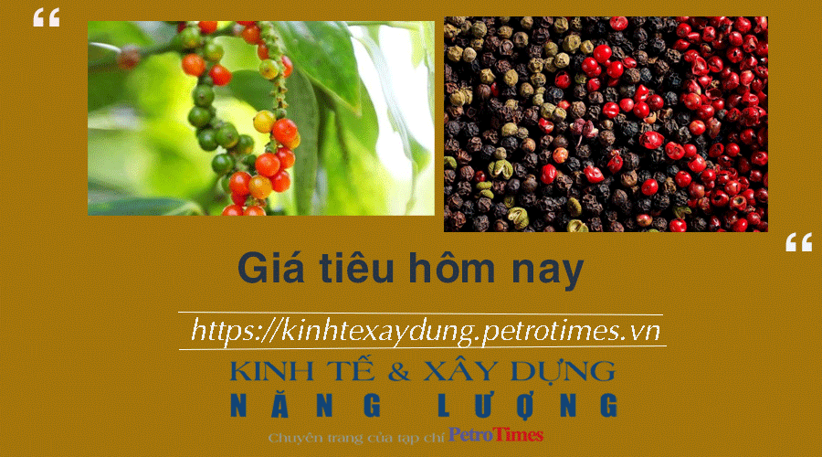 Giá tiêu hôm nay 28/12: Tiếp tục tăng phiên thứ tư liên tiếp