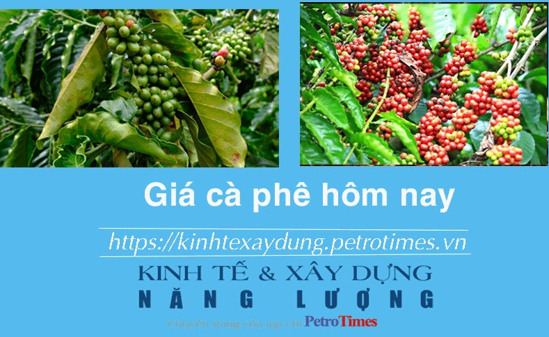 Giá cà phê hôm nay 30/12: Thị trường trong nước chạm mốc 70.000 đồng