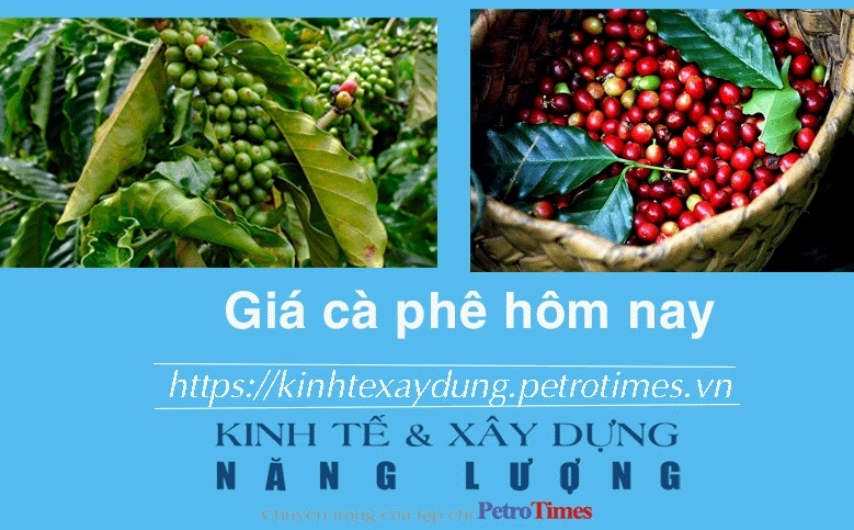 Giá cà phê hôm nay 9/1: Thị trường trong nước nhích nhẹ