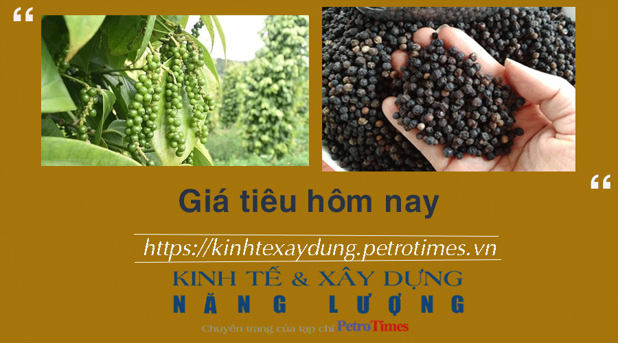 Giá tiêu hôm nay 9/1: Tiếp tục ổn định