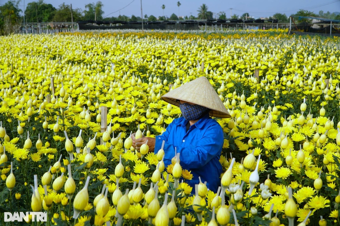 Vựa hoa lớn nhất xứ Thanh tất bật vụ Tết Nguyên đán