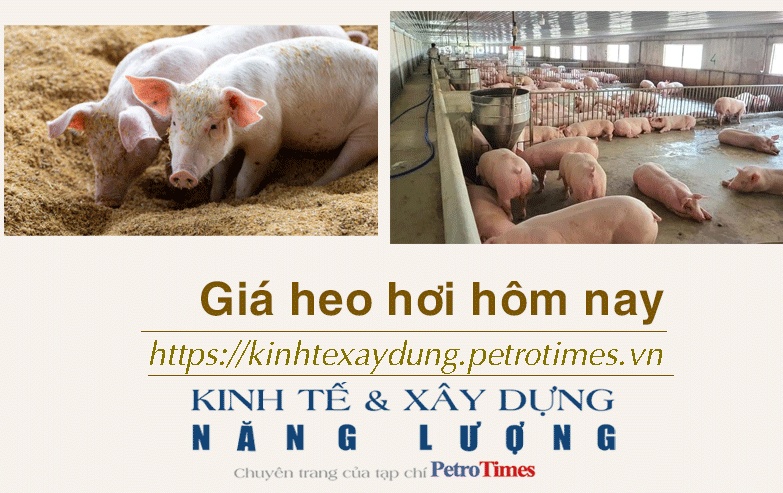 Giá heo hơi hôm nay 12/1: Tiếp tục tăng rải rác