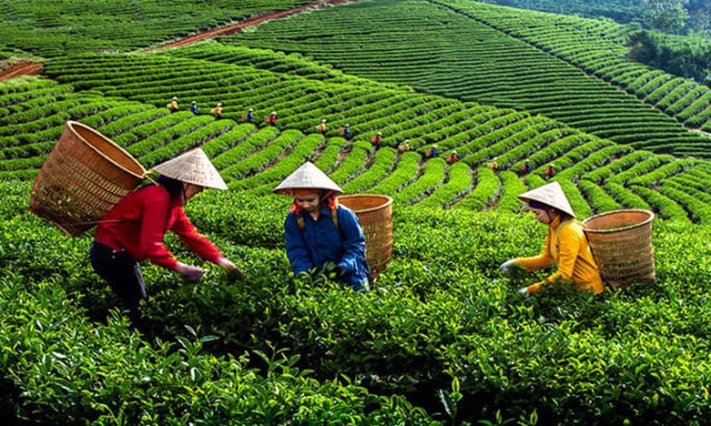 Sửa quy định về chuyển Cty nông nghiệp Nhà nước nắm giữ 100% vốn điều lệ thành Cty TNHH 2 thành viên trở lên