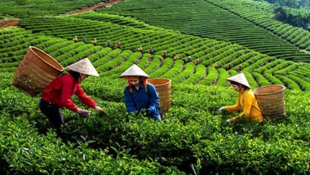 Sửa quy định về chuyển Cty nông nghiệp Nhà nước nắm giữ 100% vốn điều lệ thành Cty TNHH 2 thành viên trở lên
