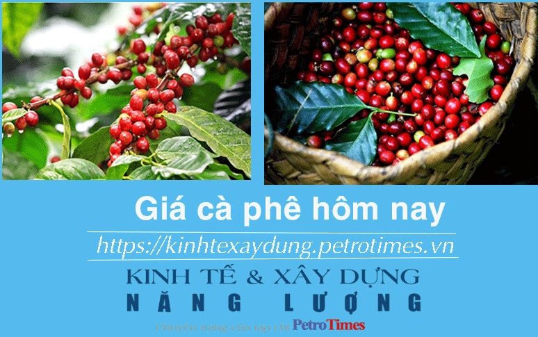 Giá cà phê hôm nay 15/1: Arabica giảm nhẹ