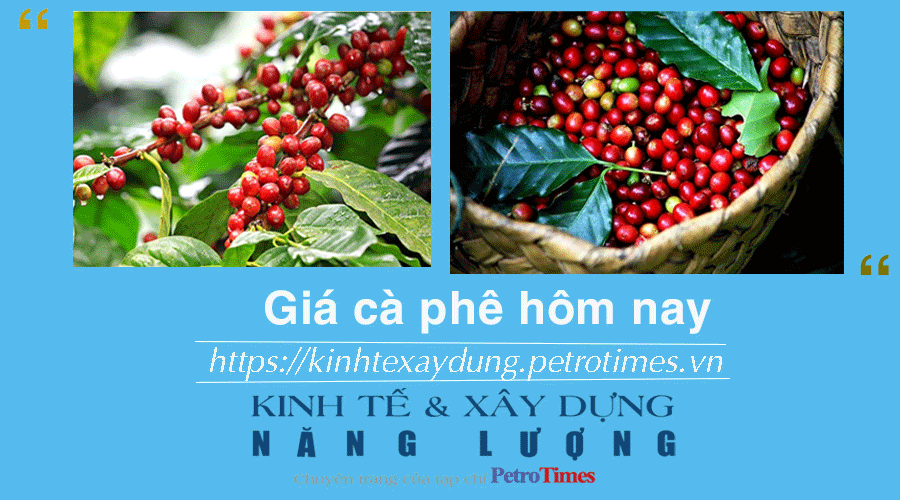 Giá cà phê hôm nay 15/1: Arabica giảm nhẹ