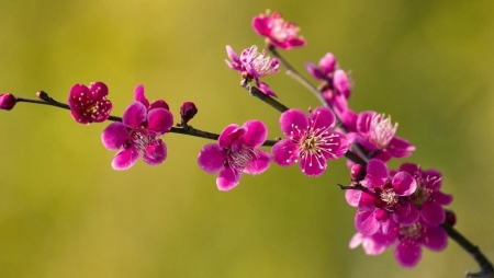 Nhớ Tết quê xưa