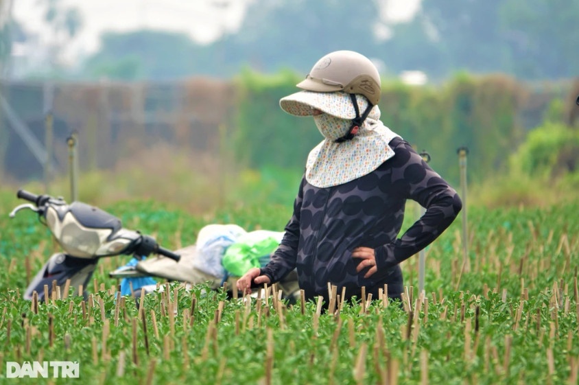 Thương lái rầu rĩ, đắn đo số lượng nhập hàng để bán dịp Tết năm nay (Ảnh: Nguyễn Vy).