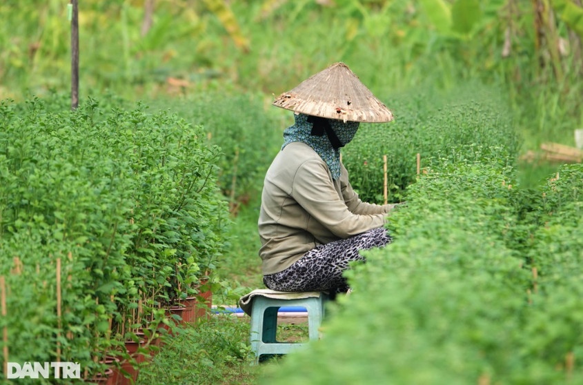 Để tiết kiệm chi phí, bà Lan phải thuê nhân công ít lại, tự ra vườn làm việc cả ngày (Ảnh: Nguyễn Vy).