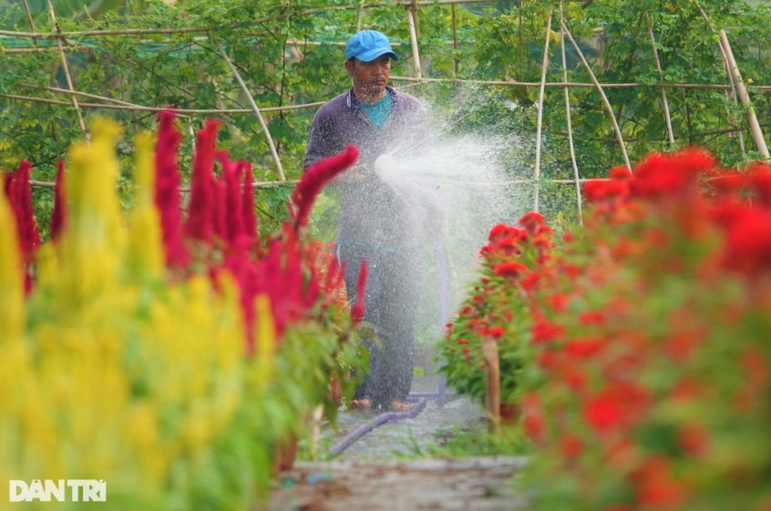 Không chỉ tình hình kinh tế, thời tiết thất thường cũng đang khiến nông dân lo ngại cho doanh thu bán hoa Tết năm nay (Ảnh: Nguyễn Vy).