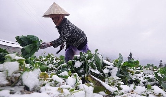 Chủ động ứng phó rét đậm, rét hại và gió mạnh trên biển
