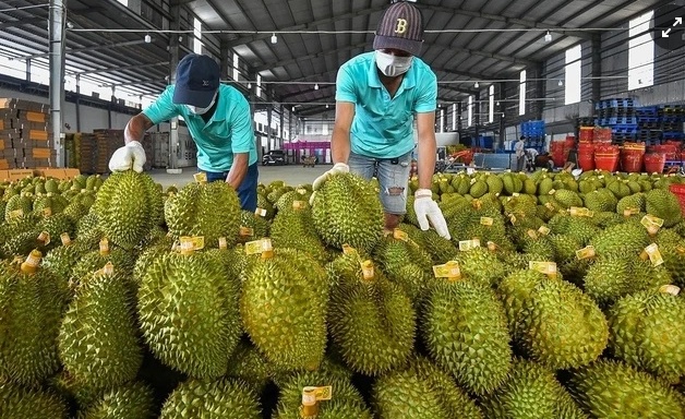 Tin tức kinh tế ngày 19/1: EU đưa sầu riêng Việt Nam vào diện kiểm soát dư lượng thuốc trừ sâu