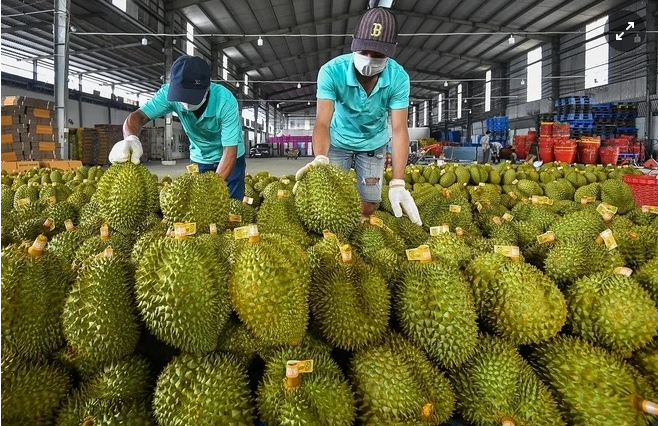 Tin tức kinh tế ngày 19/1: EU đưa sầu riêng Việt Nam vào diện kiểm soát dư lượng thuốc trừ sâu