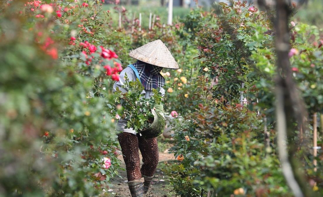 Vùng trồng hoa Mê Linh hối hả vào vụ Tết