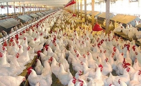 Tin tức kinh tế ngày 21/1: Trung Quốc xem xét bỏ lệnh cấm nhập khẩu gia cầm từ Việt Nam