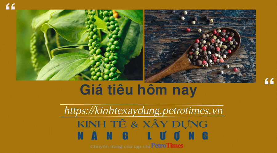 Giá tiêu hôm nay 22/1: Giữ ổn định