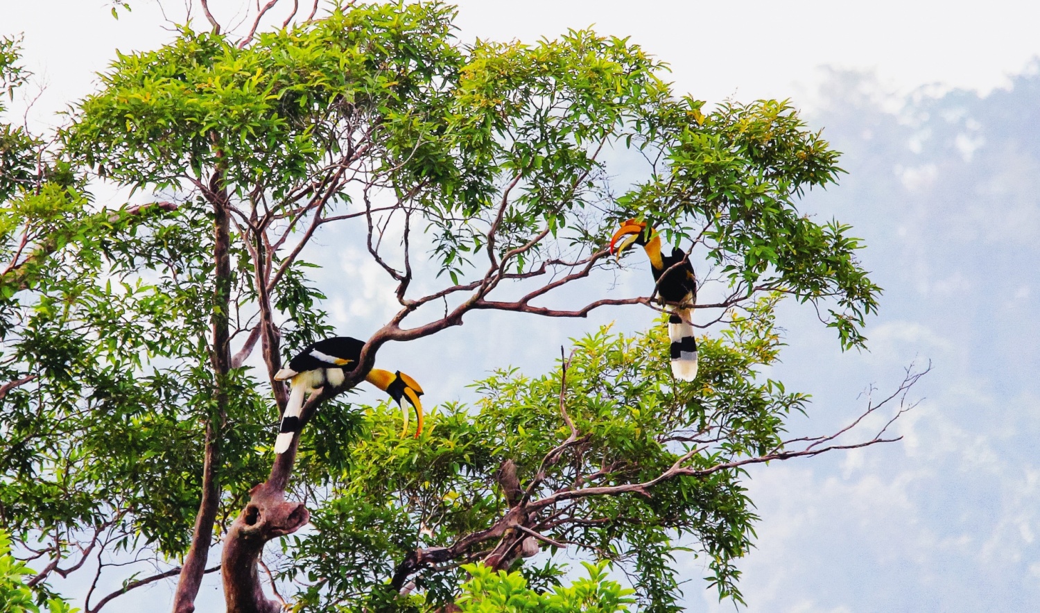 Về Vườn quốc gia Cát Tiên khám phá thiên nhiên hoang dã