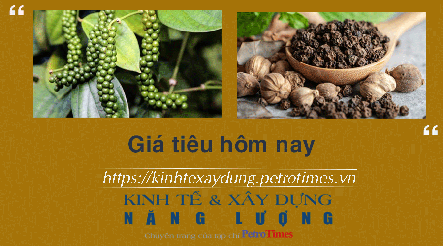 Giá tiêu hôm nay 23/1: Tăng tại Đông Nam Bộ