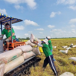 Tin tức kinh tế ngày 24/1: Giá gạo Thái Lan liên tục tăng cao
