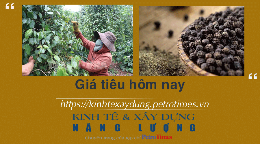 Giá tiêu hôm nay 26/1: Tiếp tục giảm tại Đông Nam Bộ