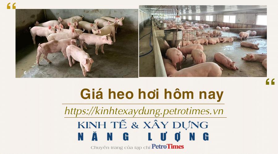 Giá heo hơi hôm nay 28/1: Ghi nhận một tuần tăng
