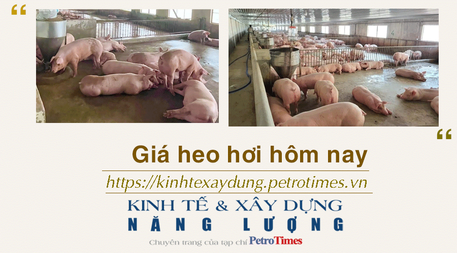 Giá heo hơi hôm nay 30/1: Tăng rải rác tại các địa phương