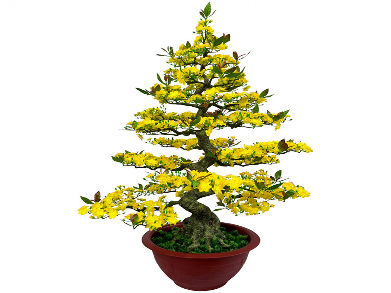 Nghệ thuật Bonsai trong dịp Tết - Kết nối với tinh hoa thiên nhiên