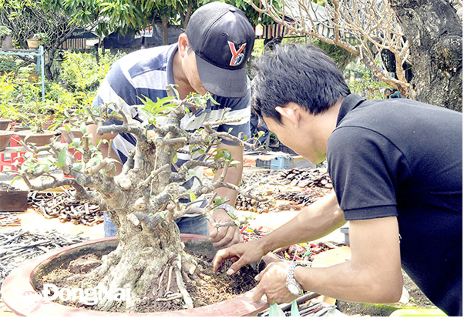 Nghệ thuật Bonsai trong dịp Tết - Kết nối với tinh hoa thiên nhiên